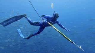 Spearfishing and Freediving the Alderman Islands New Zealand |  Yellowtail Kingfish and Blue Water