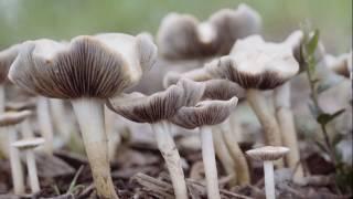 An iNaturalist Introduction to Mushrooming