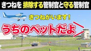 【おもしろ航空無線】キツネさんを排除する管制官と守る管制官