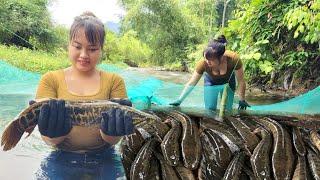 The girl used a basket net to block the stream to trap large schools of snakehead fish