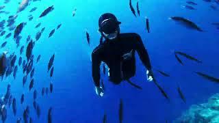 Freediving El Hierro  Swarm of Snipefish