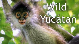 WILD Yucatán - nature documentary about Mexico | animal wildlife film