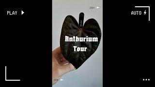 2024 Anthurium Tour  My ENTIRE Anthurium Collection #anthurium #houseplanttour #aroid #rareplants