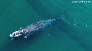 Ballena Franca Austral.