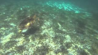 World Ocean's Day Contest 2014 - I Just Want To Swim With Turtles - Finalist