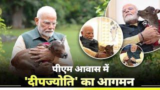 Modiji naming his baby Nadipathy Cow as Deepjyothi  #video #viral #yt #india #youtube #meme