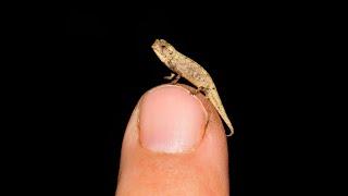 Spektakuläre Neuentdeckung: Das Nano-Chamäleon (Brookesia nana) ist das kleinste Reptil der Welt