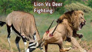 Lion Vs Deer Fighting#socialtv #animals #fighting