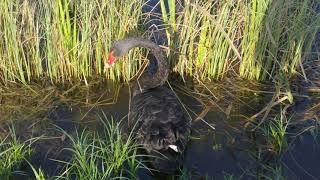 Black Swan 4k