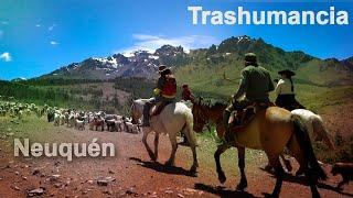 323 Transhumance in Neuquén - Ranches and Traditions