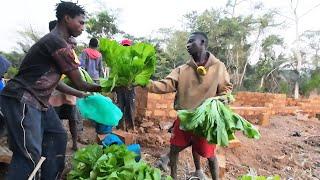 Tặng rau cho các bạn đến giúp xây nhà trong trang trại || Tony Phong cuộc sống Châu Phi