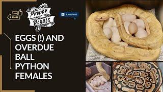 Overdue BALL PYTHON Females and Eggs to Pull!!