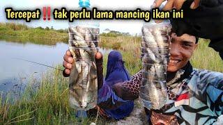 Mancing ikan seluang besar di danau buatan.