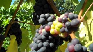 Harvest:  What it takes for Sparkling Wine