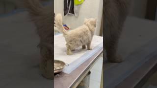 Poor Stray Cat Walks into Clinic for Help #poorcat #petclinic #rescue