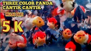 DI SINI SELALU MURAH // UPDATE HARGA IKAN MAS KOKI PANDA THREE COLOR MURAH