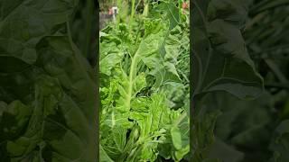 Cabbage Loopers Attacked My Brussels Sprouts