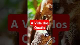 #shorts Os Quatis #animais #selvagens #natureza