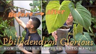 Advanced Propagation Technique | Notching Air Layering & Keiki Paste | Philodendron Glorious Care