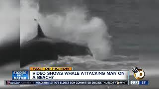 Video shows whale attacking man?