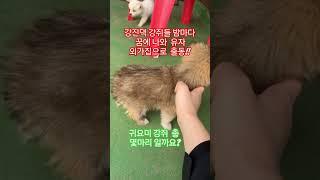 #강진댁강쥐집유자출동  #대한민국생태수도일류순천   #쭈미와정원