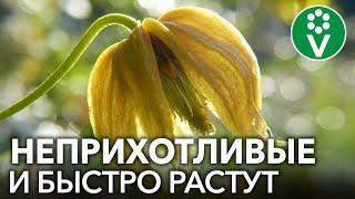 5 САМЫХ НЕПРИХОТЛИВЫХ МНОГОЛЕТНИХ ЛИАН ДЛЯ САДА И ДАЧИ