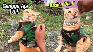 LUCU BANGET.! Gak Jadi Berantem, Lord Oren Ini Ngamuk Salahin Babu video kucing lucu