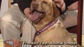 Homeless Tails- NJN Public Television