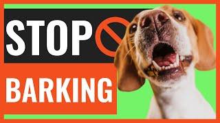 How To Stop Your Beagle From Barking All The Time?