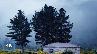 10hrs of RAIN in New Zealand Countryside, Gentle Rain Sounds to Sleep, Relax, Study | Binaural Rain