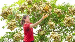 Harvesting Ambarella & Make spicy and sour toad salad Goes to the market sell