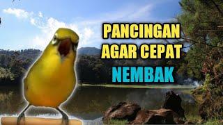 Suara Burung Pleci Gacor Nembak untuk Pancingan Burung Pleci yang cuma Ngriwik