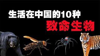 生活中國的10種致命生命，最危險的其實就在我們這邊！【黑土日記】