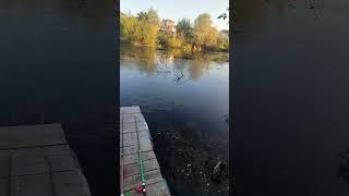 Вышел на Рыбалку за домом озеро. #fishing #балык #travel #carp #отпуск #карп #карась #fish #сом