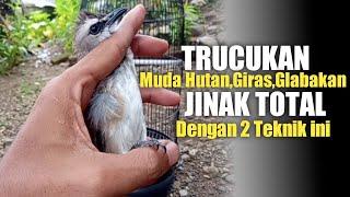 Cara Ampuh Menjinakan TRUCUKAN Muda hutan,Giras,Glabakan