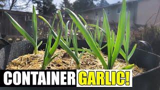 5 Tips For Better Container Garlic - Garden Quickie Episode 222