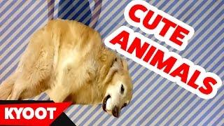 Funniest Pet & Zoo Animal Videos of 2016 Weekly Compilation | Kyoot Animals