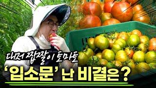 맛있기로 소문난 '대저짭짤이토마토' 명품 토마토가 된 비결은? / 토마토의 놀라운 효능 / 부산MBC  생방송 부라보 220304 방송