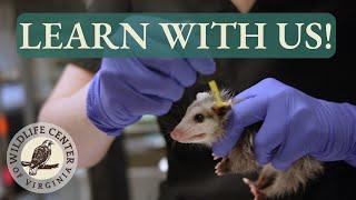 Externships at the Wildlife Center of Virginia