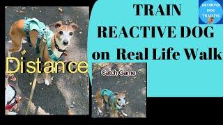 Practical Tips For Training A Reactive Dog on a Real Life Walk