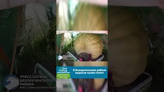 В Белореченском районе выросла тыква-гигант  #белореченск  #белореченскновости  #белореченскийрайон