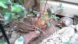 Three-toed box turtles mating