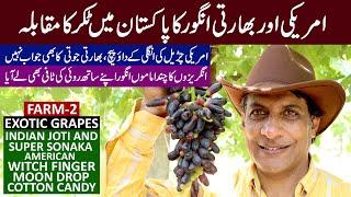 SUPER amazing GRAPES of India and USA in Pakistan | Farm # 2 @GulGrapesFarms