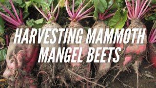 HARVESTING MAMMOTH MANGEL BEETS