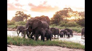 2024 Londolozi Year in Review