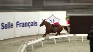 Cheval Normandie - Régional d'Automne 2015 - CASALL DU BESSIN n°234