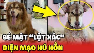 Bé Mật mang "BỘ LÔNG BÁ ĐẠO" để HÙ DỌA sếp Mai của nhà Mật Pet Family  | Yêu Lu