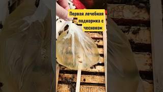 1 лечебная подкормка пчел весной с чесноком #подкормка #сироп #пасека #пчеловодство #лечениепчел
