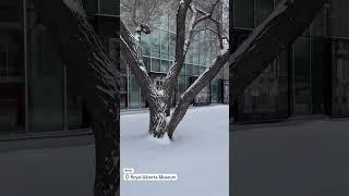 Royal Alberta Museum in Snow – Edmonton Walking Tour 2024