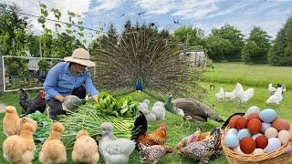 Effective Strategies Helping Feathered Pets Beat The Heat. Collect Eggs. Garden Care, Harvest, Cook